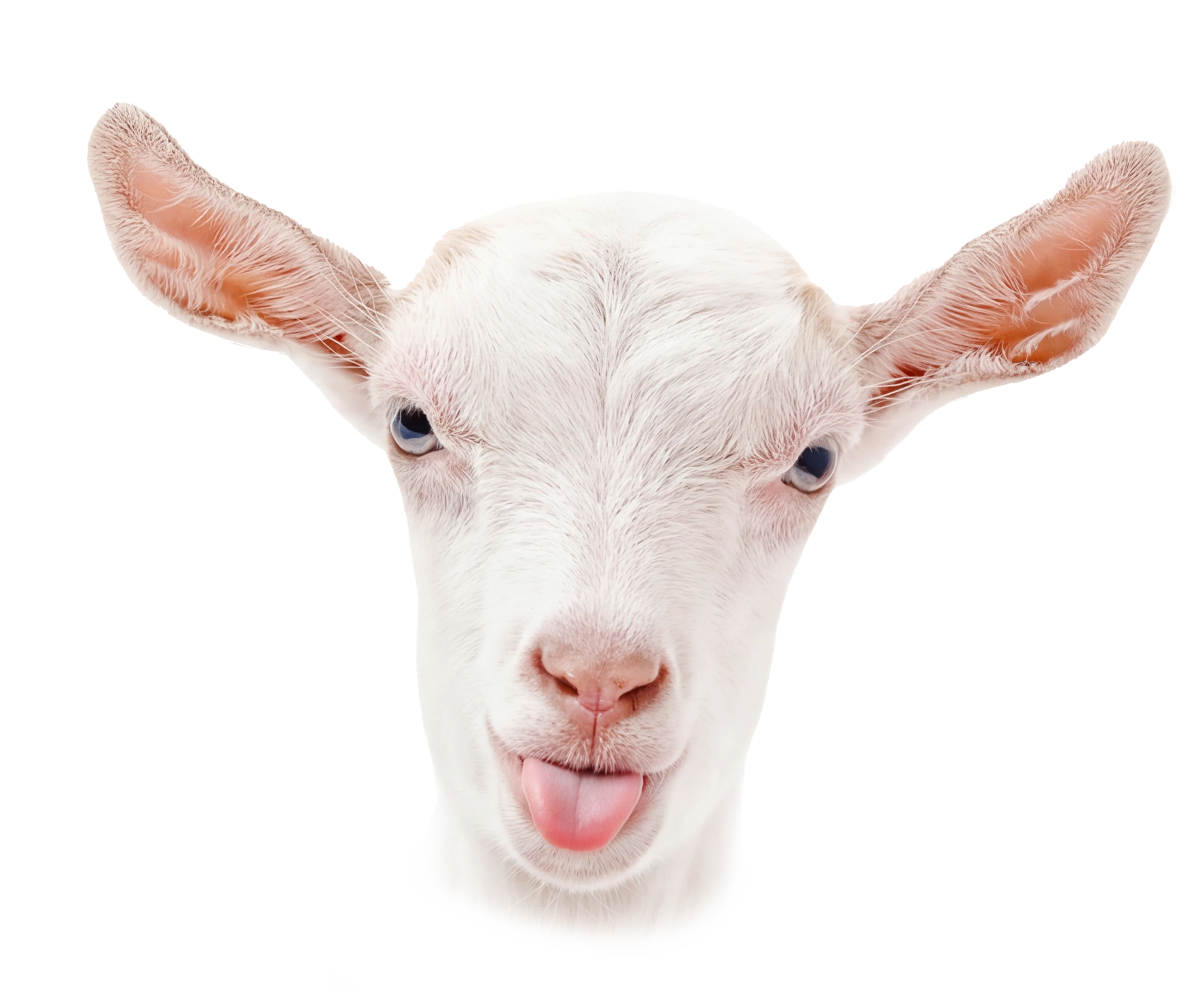 Imagen de cabra Kabra