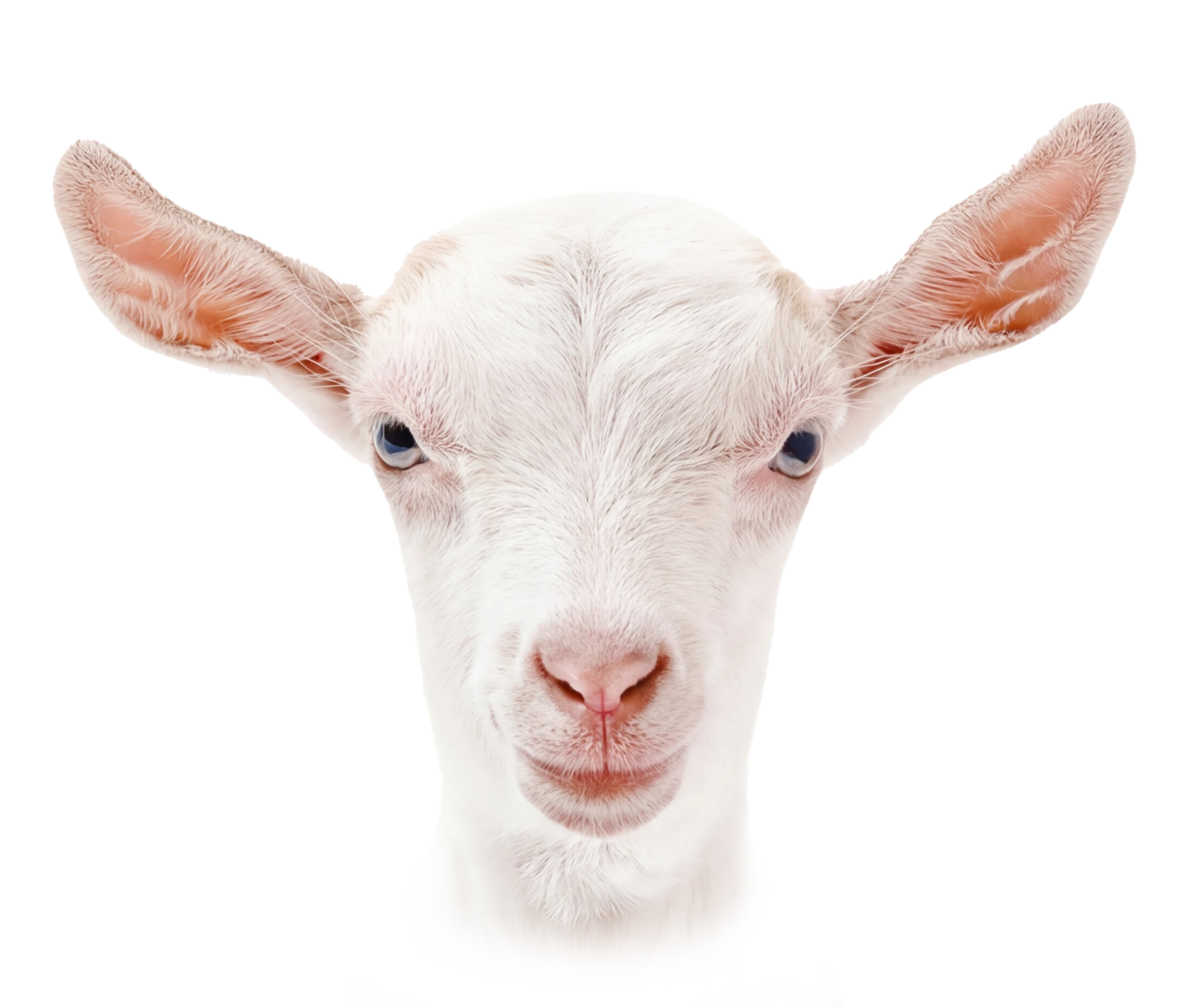 Imagen de cabra Kabra